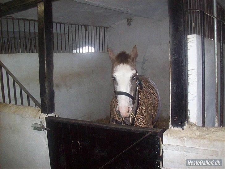 Anden særlig race Ulla - sov sødt! - Pretty i sin nye boks, med nyt dækken & ny grime!
Foto: Trine.
19 Feb 2012 billede 8