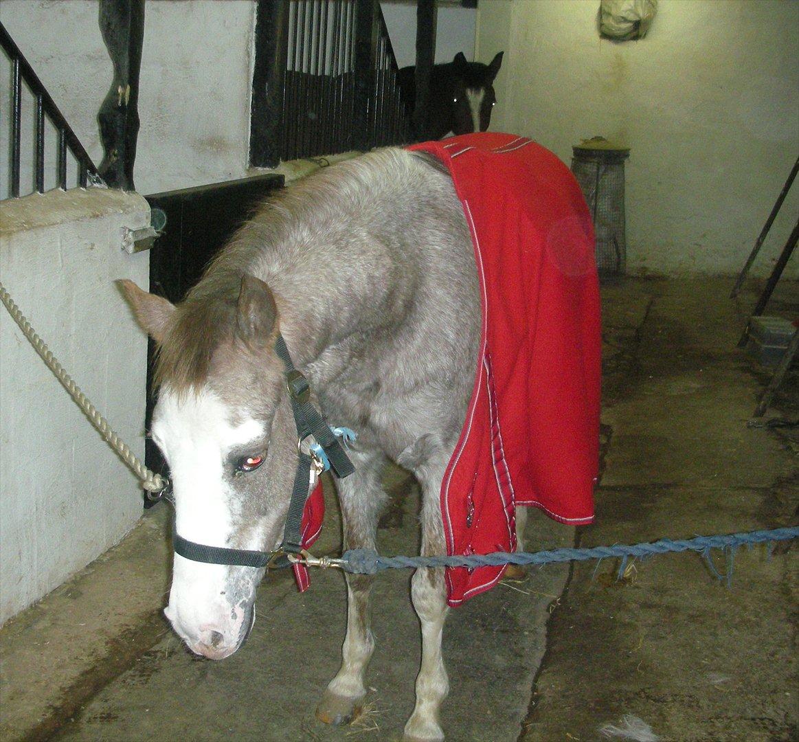 Anden særlig race Ulla - sov sødt! - Pretty inden vi skulle på tur.
Foto: Mig!
19 Feb 2012 billede 10