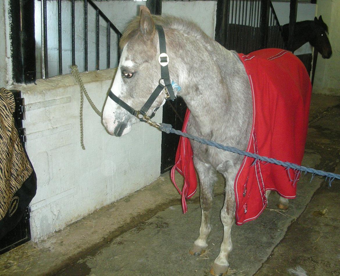 Anden særlig race Ulla - sov sødt! - Misty var spændende.
Foto: Mig!
19 Feb 2012 billede 11