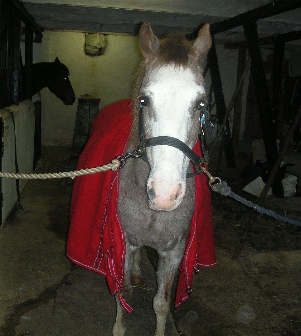 Anden særlig race Ulla - sov sødt! - Dejlige ponydyr!
Foto: Mig!
19 Feb 2012 billede 12