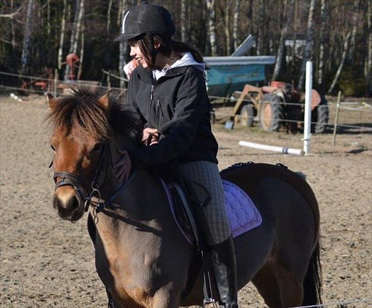 Gotlandsruss Julie :) billede 1