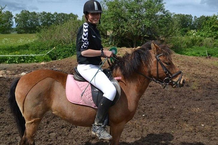 Gotlandsruss Julie :) billede 3