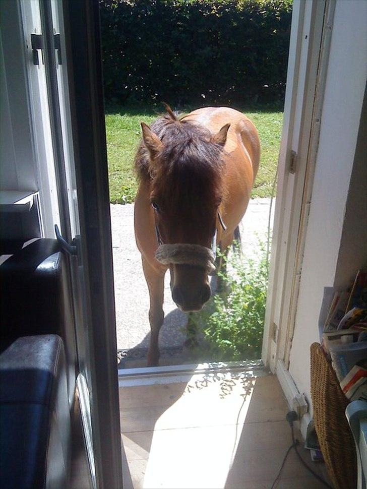 Gotlandsruss Julie :) billede 4