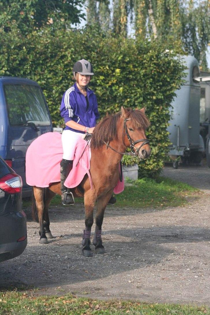 Gotlandsruss Julie :) billede 6