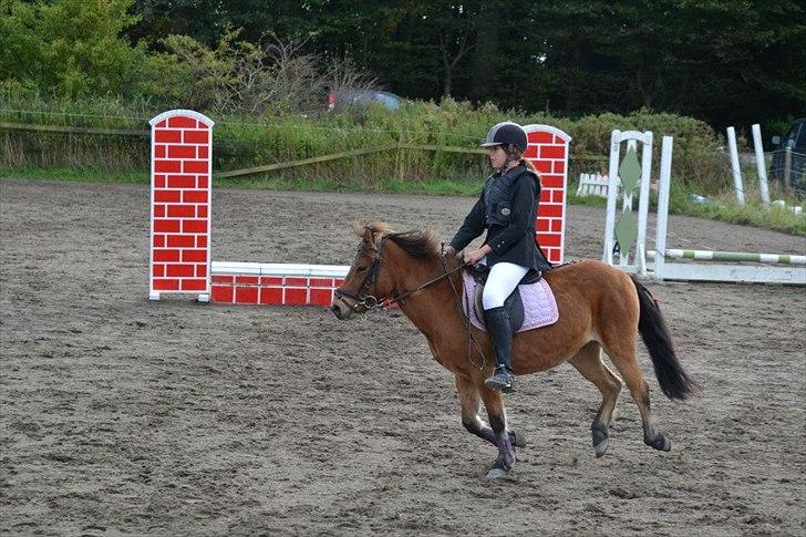 Gotlandsruss Julie :) billede 7