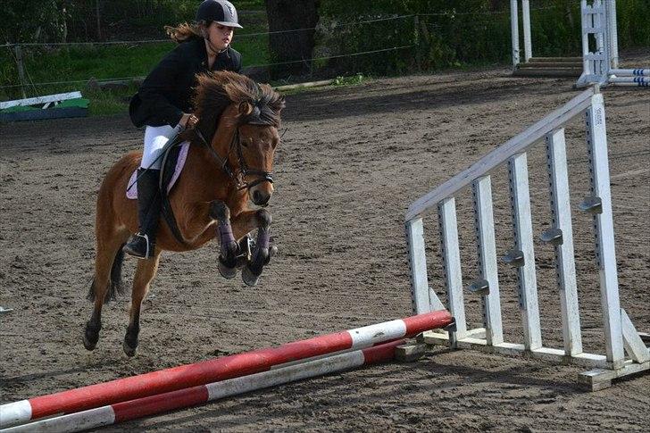 Gotlandsruss Julie :) billede 8