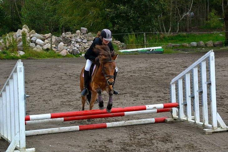 Gotlandsruss Julie :) billede 9