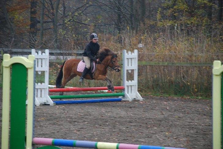 Gotlandsruss Julie :) billede 10