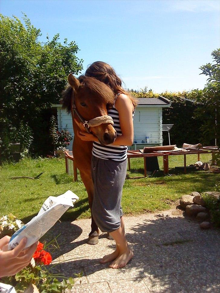 Gotlandsruss Julie :) billede 11