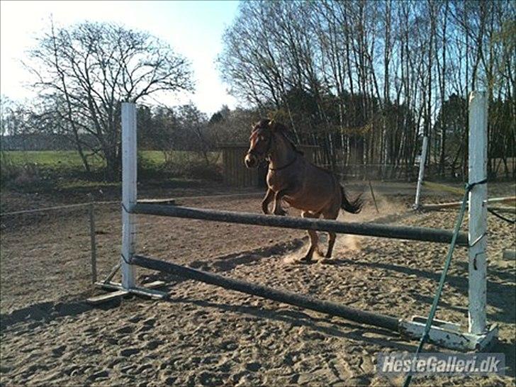 Gotlandsruss Julie :) billede 12