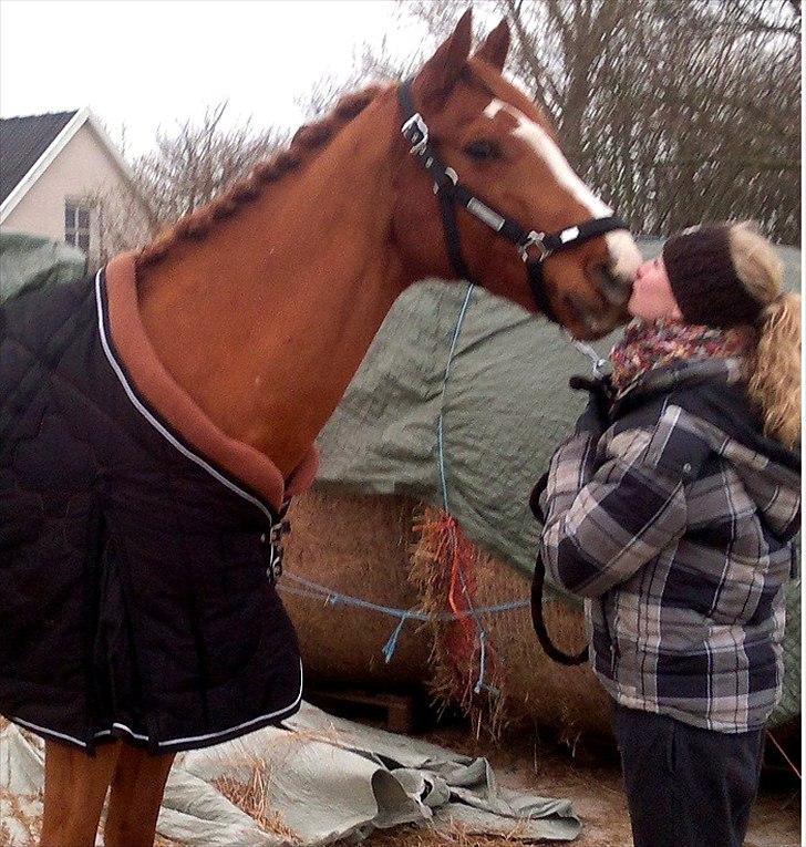 Dansk Varmblod Coam Laquita - Elsker dig Laquita! billede 11