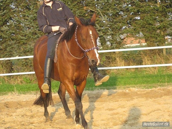 DSP Svanfolks Rebecca - Lille grimme pony ♥♥ billede 11