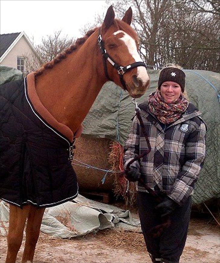 Dansk Varmblod Coam Laquita - vi kan også være lidt søde ;-) billede 12