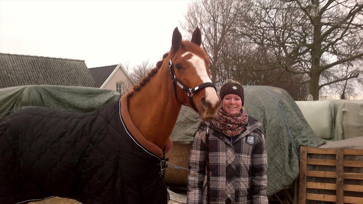 Dansk Varmblod Coam Laquita - sød hest <3 billede 13