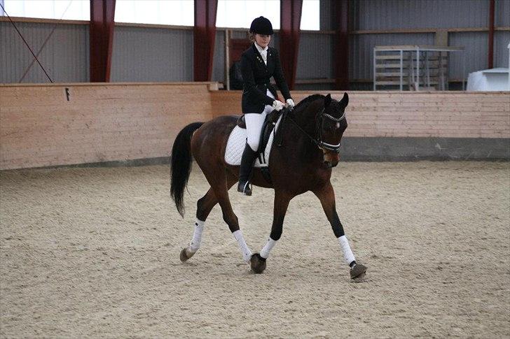 Dansk Varmblod Cato - ... dressurstævne EUR, februar 2012 billede 15