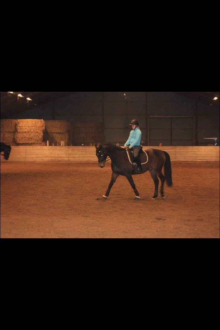 Dansk Varmblod lille skovs Ice-Mann - D. 18/2.
Lidt dressur på langebæk. billede 7