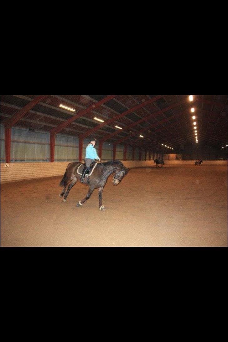 Dansk Varmblod lille skovs Ice-Mann billede 8