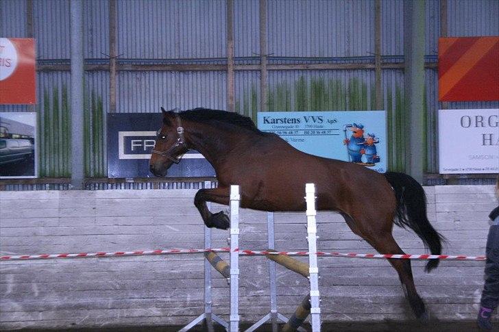 Dansk Varmblod World Dancer - Løsspring i NBKR den 19. februar 2012 billede 10