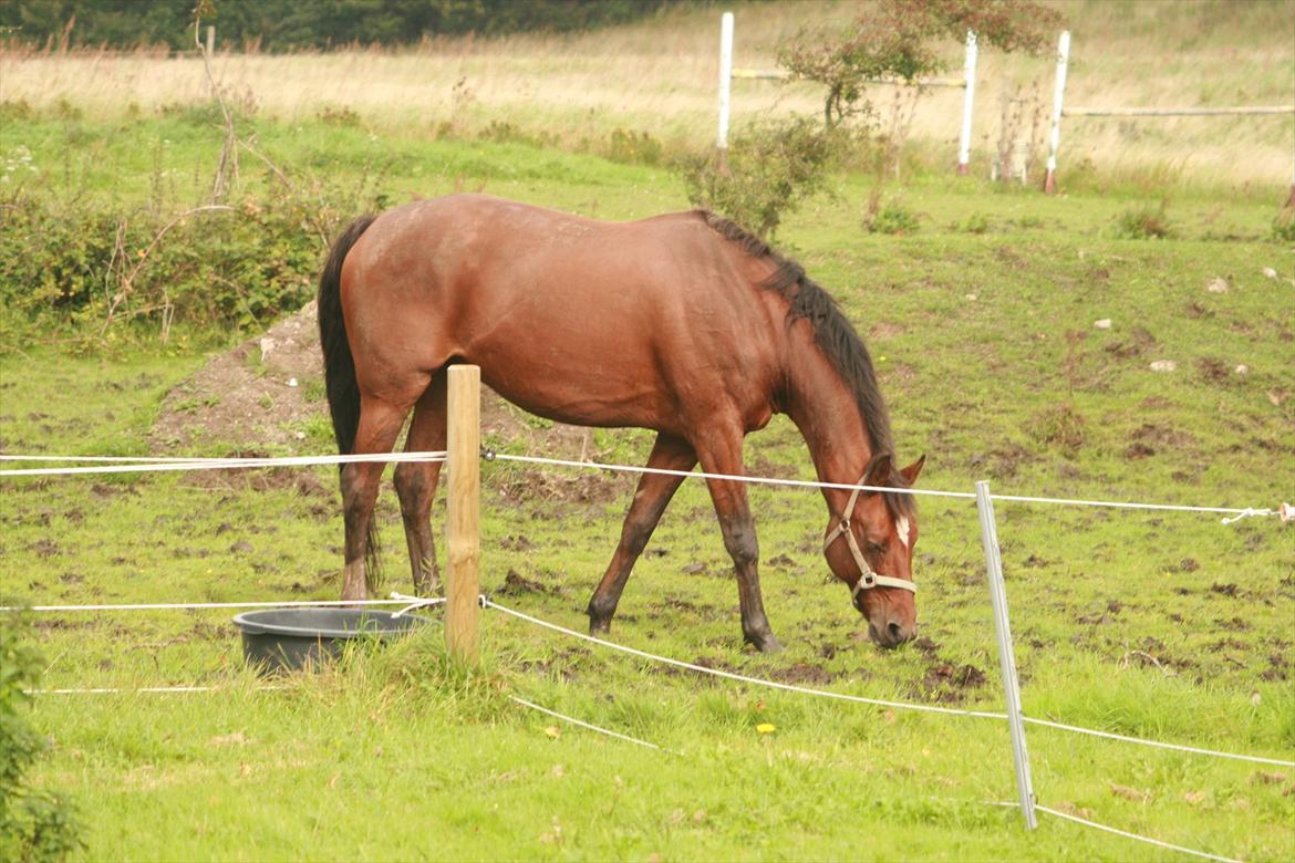 Dansk Varmblod World Dancer billede 13