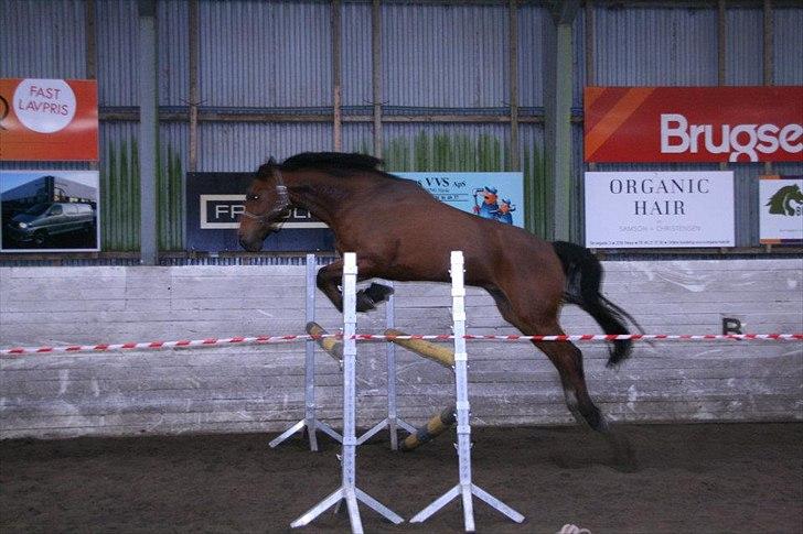 Dansk Varmblod World Dancer - Løsspring i NBKR den 19. februar 2012 billede 11