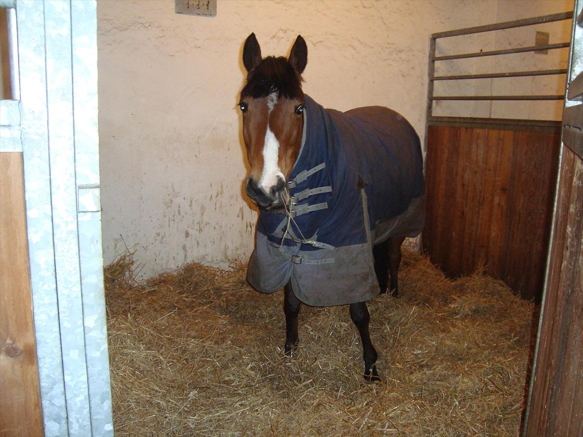 DSP - ELVITA <3 - "Det er ikke svært at finde en, der kan få dig til at smile, og det er ikke svært at finde en, der kan få dig til at græde. Kunsten er at finde en, der kan få dig til at smile med tårer i øjnene"

Verdens bedste pony i hendes dejlige store boks<3*-: åårh  billede 15