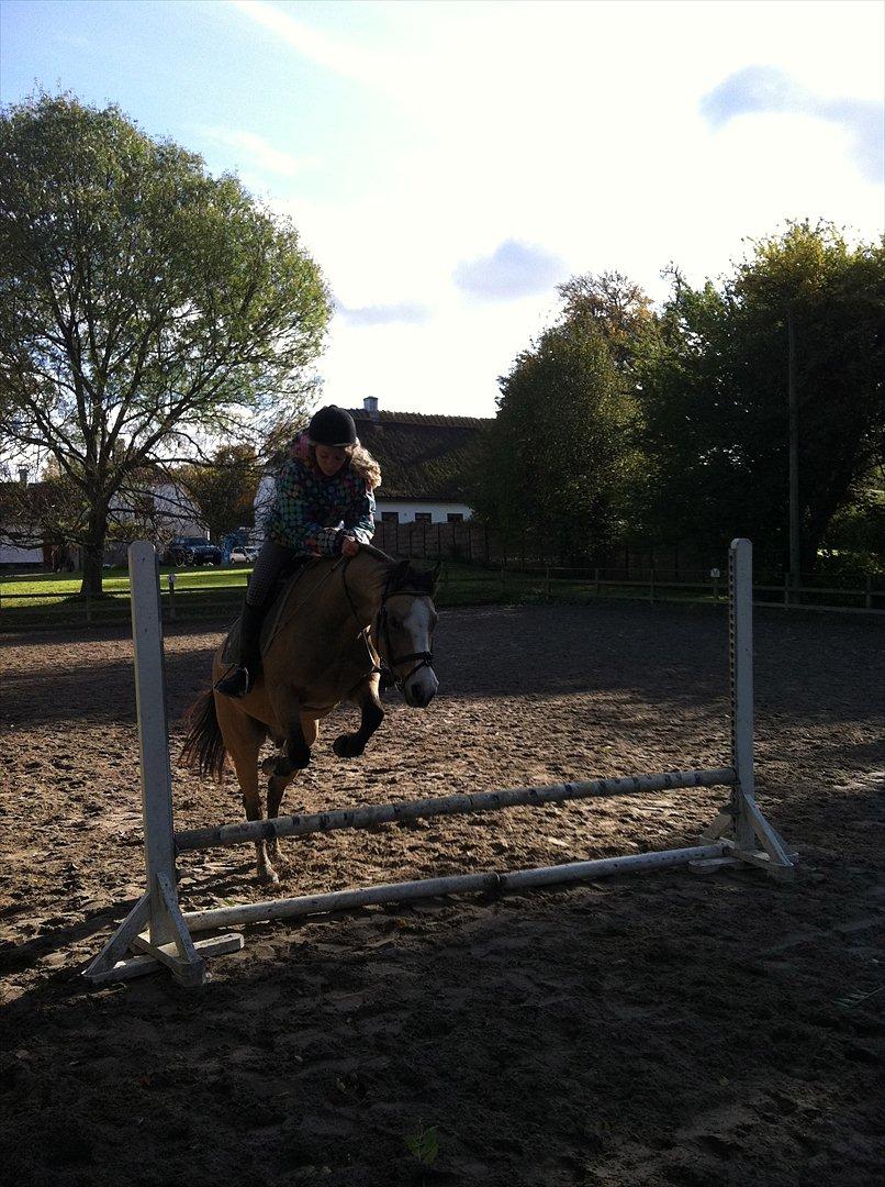 Welsh Partbred (Sec F) TIVALL <3 - Spring med mig. 2011 billede 10