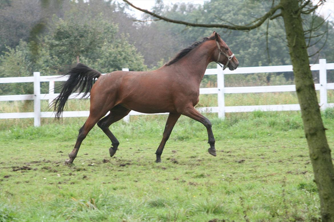 Dansk Varmblod World Dancer billede 9