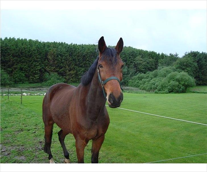 Anden særlig race Domino (solgt) - Velkommen til min profil 
Jeg er Domino. billede 1