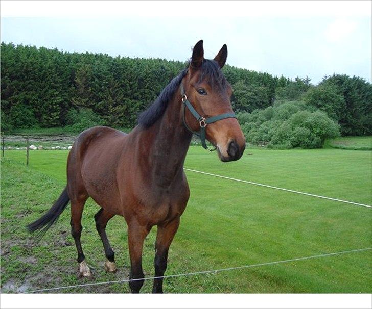 Anden særlig race Domino (solgt) billede 2
