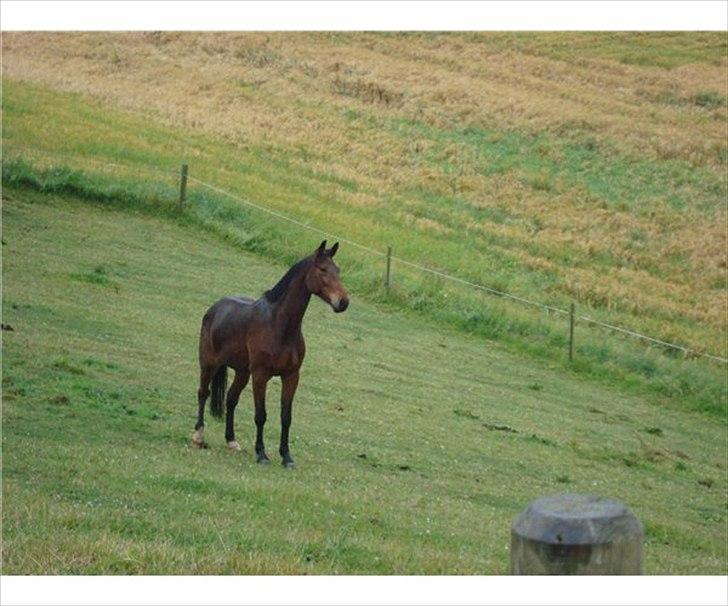 Anden særlig race Domino (solgt) billede 3
