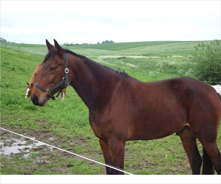 Anden særlig race Domino (solgt) billede 4