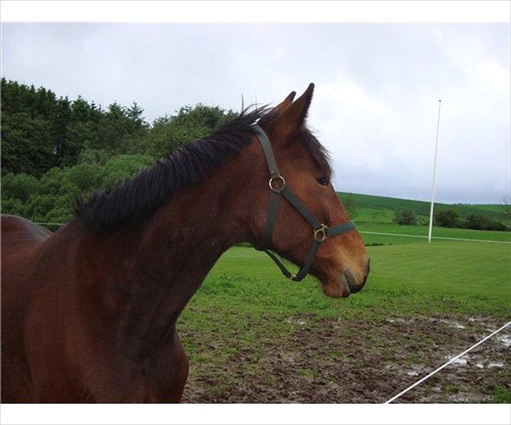Anden særlig race Domino (solgt) billede 5