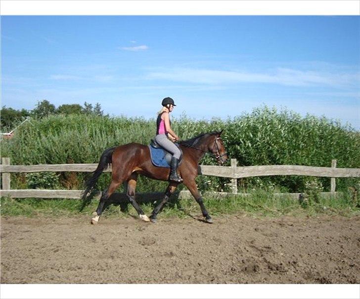 Anden særlig race Domino (solgt) billede 6