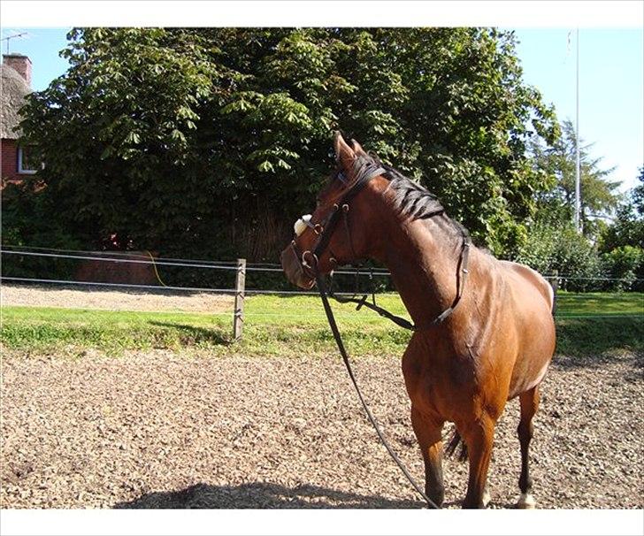 Anden særlig race Domino (solgt) billede 7