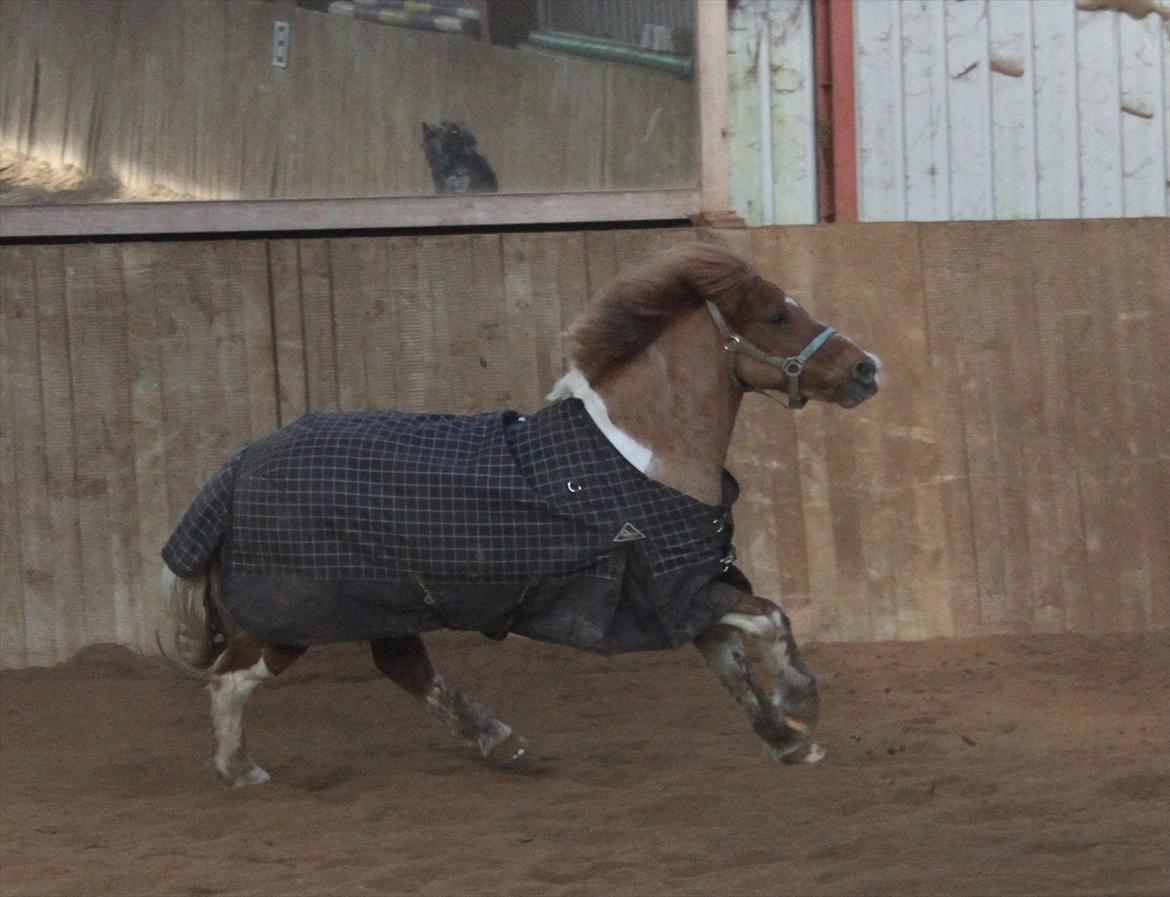 Anden særlig race Flamme *.. Bølle pony!<3 (Solgt) ;'(<3 - Flamme som ryder hele ridehuset for jord!xD<3
Foto: Maria billede 16