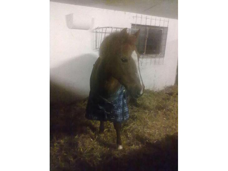 {{currentPhoto.altText}} billede {{currentPhoto.number}}