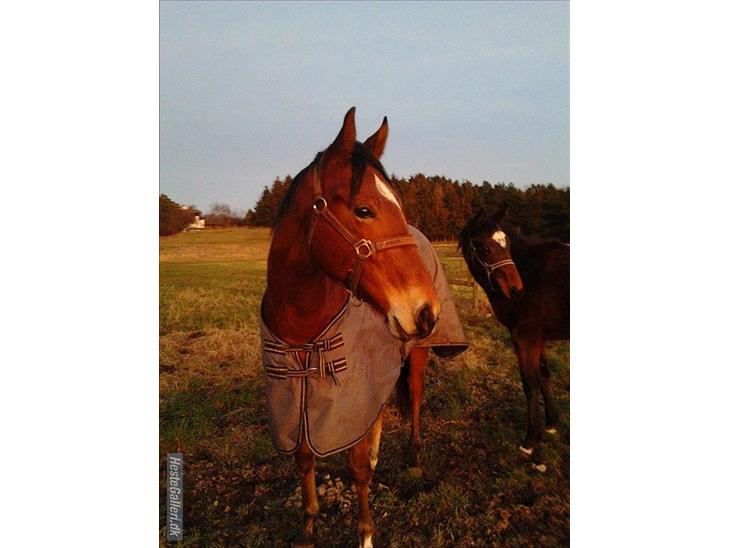 {{currentPhoto.altText}} billede {{currentPhoto.number}}