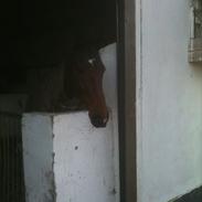 Anden særlig race Rasti