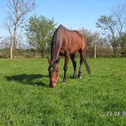Anden særlig race Rasti
