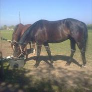 Dansk Varmblod Højvangs Ludin