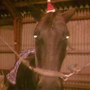 Dansk Varmblod Højvangs Ludin