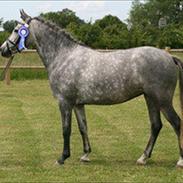 DSP Toftegaardens Ember