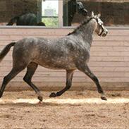 DSP Toftegaardens Ember