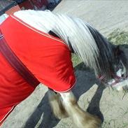 Irish Cob Esmaralda