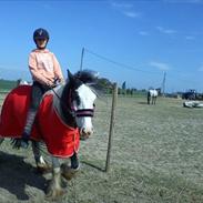 Irish Cob Esmaralda