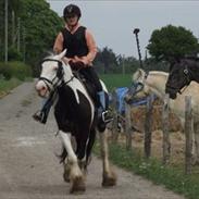 Irish Cob Esmaralda