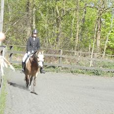 Welsh Partbred (Sec F) TIVALL <3