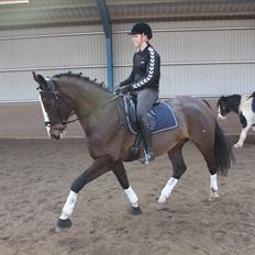 Hollandsk Varmblod Bonita