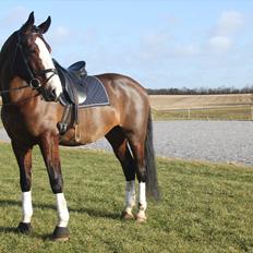 Hollandsk Varmblod Bonita