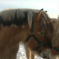 Fjordhest Maltus